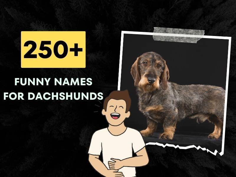 250-funny-names-for-dachshunds-humorous-choices