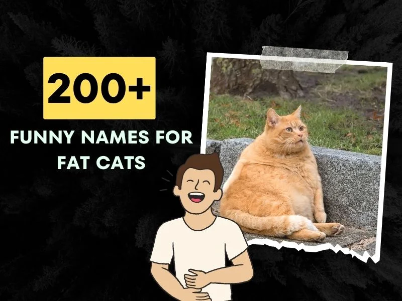 Funny Names For Fat Cats