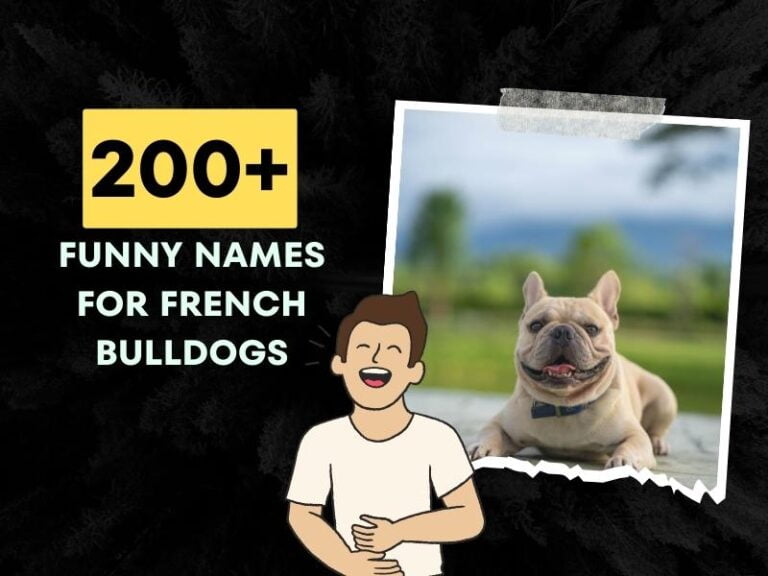 Funny French Bulldog Names