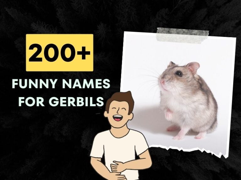 Funny Names For Gerbils