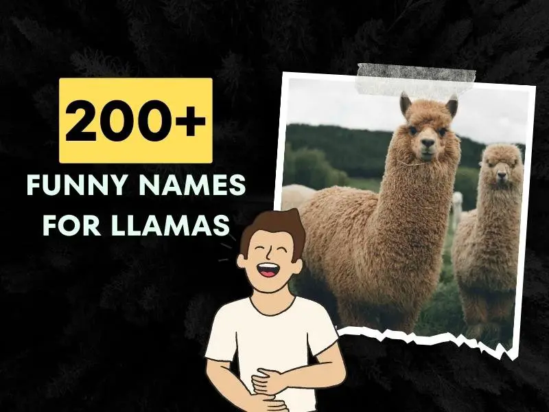 Funny Names For Llamas Ideas