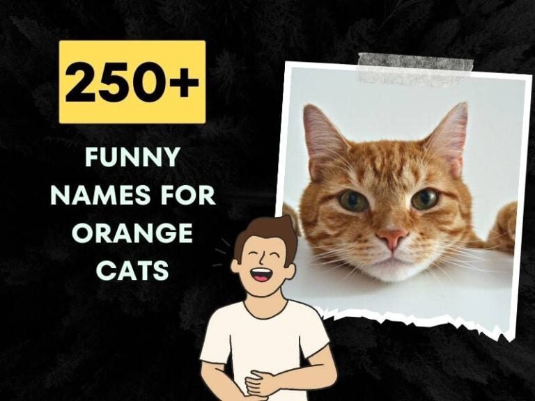 Funny Orange Cat Names