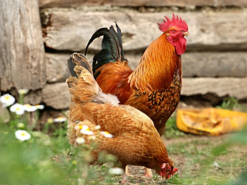 Funny Names For Pairs of Chickens