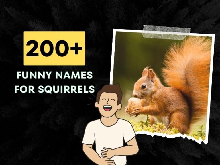 Funny Names For Squirrels