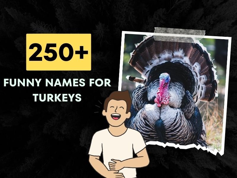 Funny Names For Turkeys