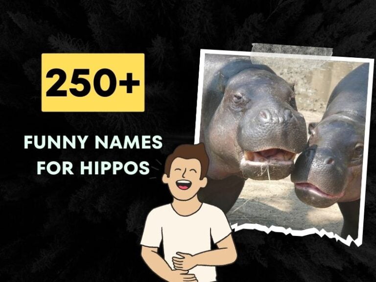 Funny Names for Hippos