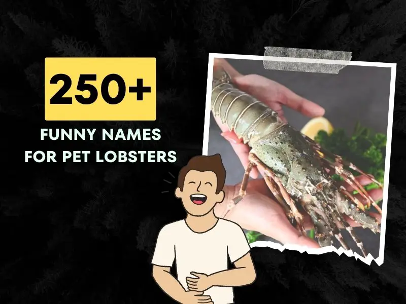 Funny Names for Pet Lobsters