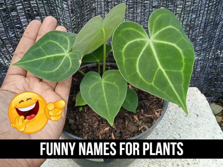 Funny Names for Plants