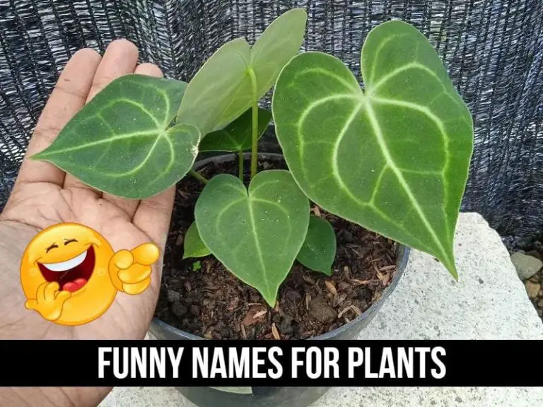 50-funniest-names-for-plants-cute-catchy-and-scientific-names