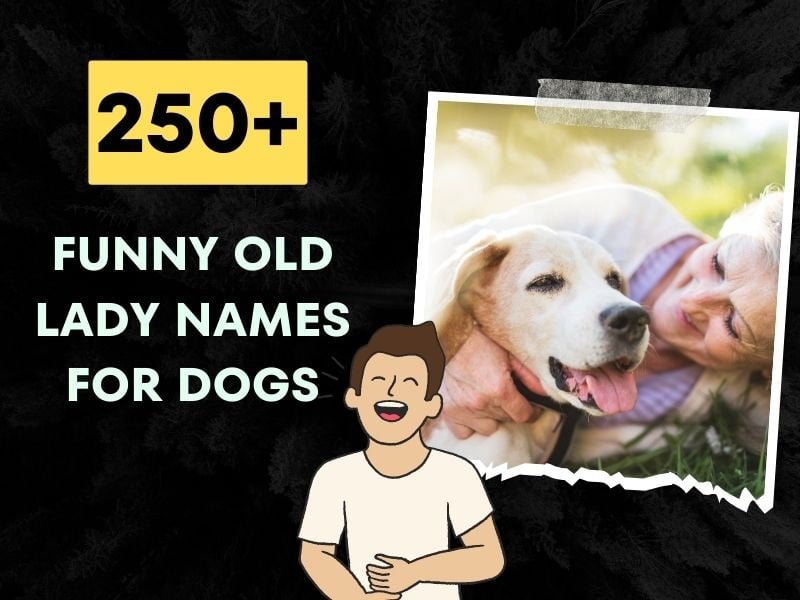 250+ Funny Old Lady Names For Dogs - Make Your Pup Stand Out