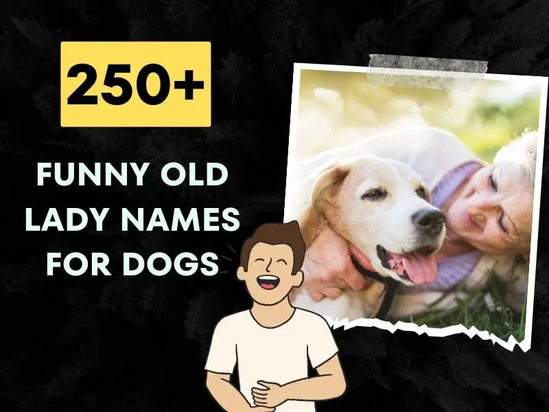 250 Funny Old Lady Names For Dogs Make Your Pup Stand Out