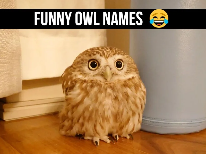 100+ Funny Owl Names [Wise, Witty & Cute Naming Inspiration]