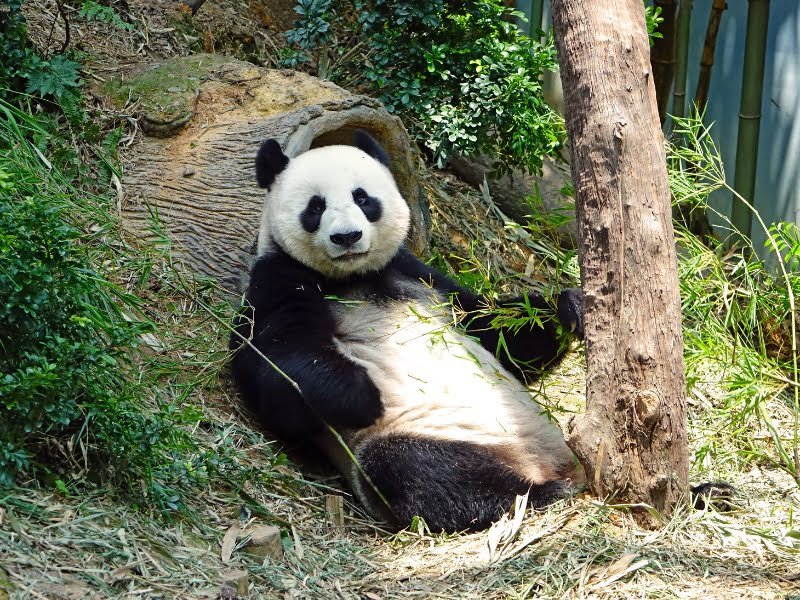 200+ Funny Panda Names | Quirky And Whimsical Ideas!