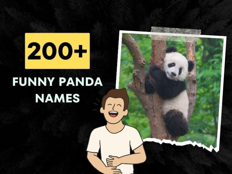 Funny Panda Names
