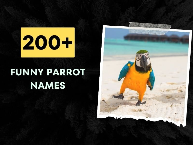Funny Parrot Names