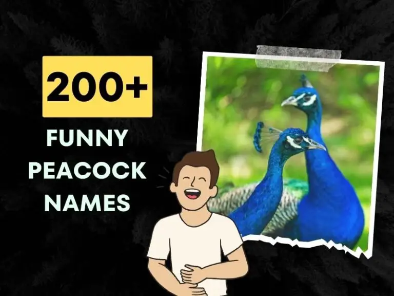 Funny Peacock Names