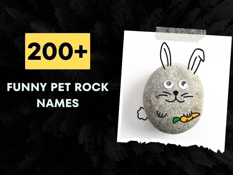 200+ Funny Pet Rock Names (Quirky and Clever)