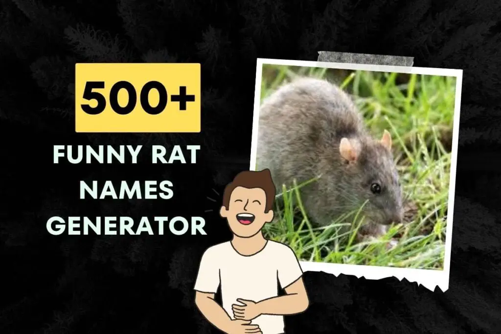 Funny Rat Names Generator