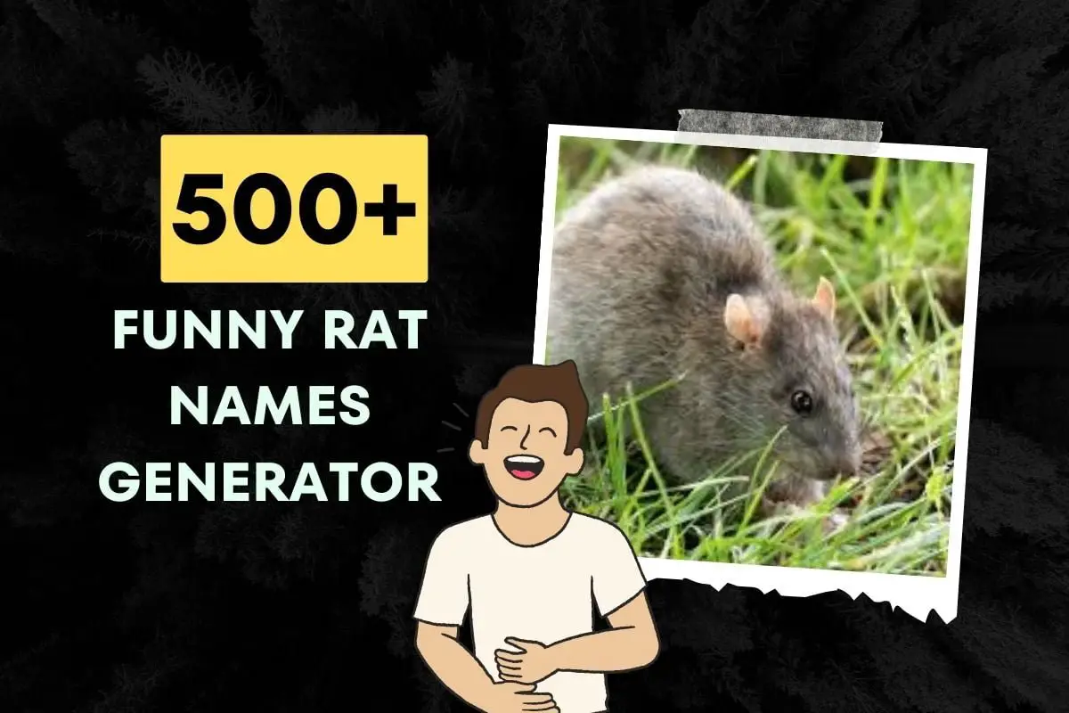 500+ Funny Rat Names Generator (2024)