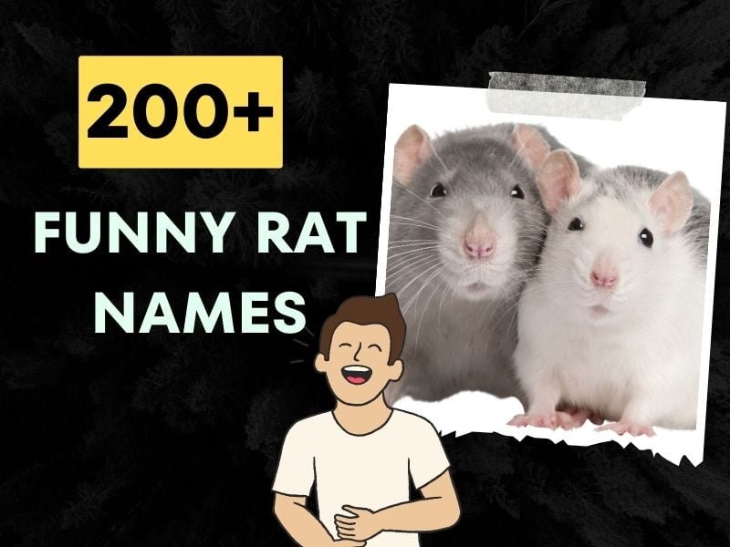 200 Funny Rat Names Hilarious Ideas