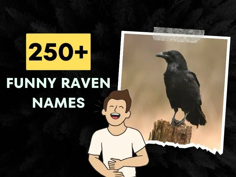 Funny Raven Names
