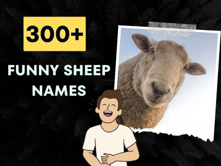 Funny Sheep Names