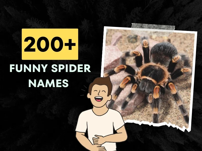 Funny Spider Names