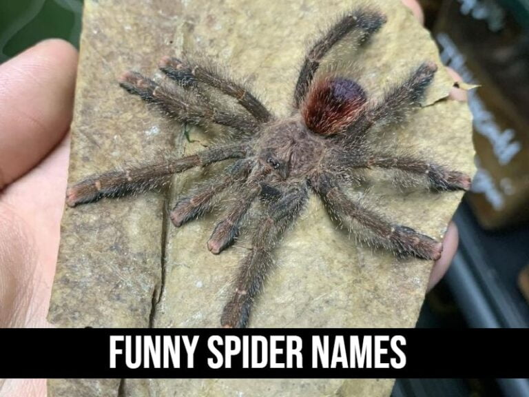 Funny Spider Names
