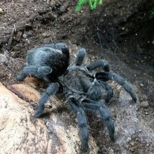 Funny Tarantula Nicknames