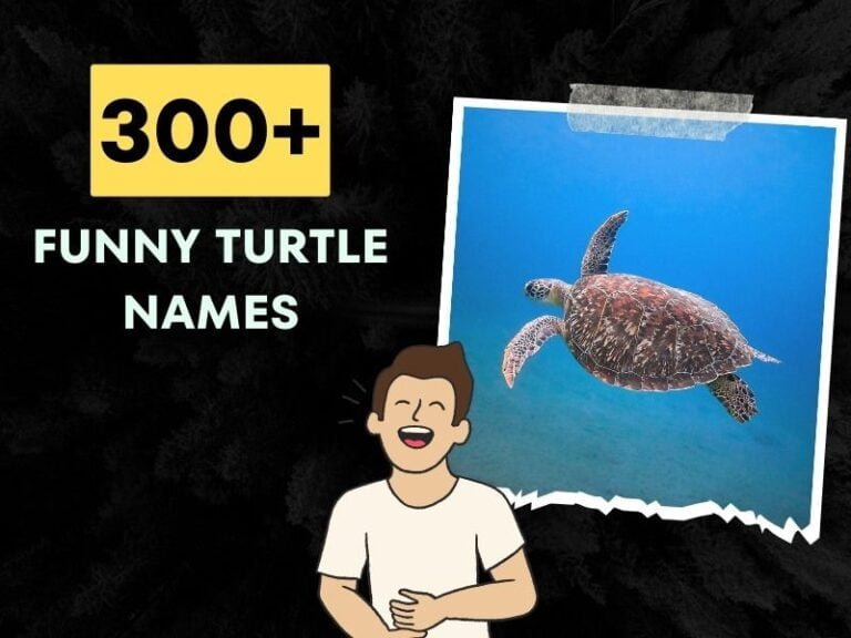 300+ Funny Turtle Names (Unique Ideas for Your Shelled Friend)