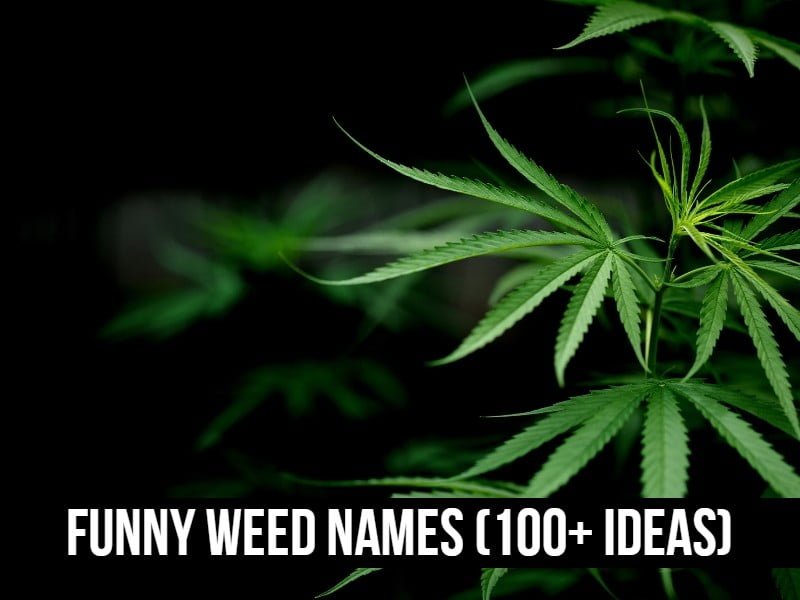 Funny Weed Names (Creative Street Names and Slang Ideas)