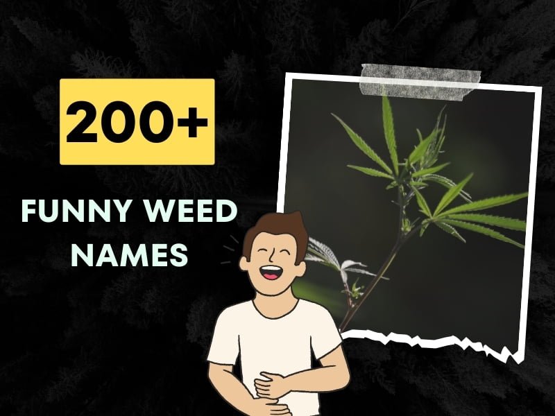 funny-weed-names-creative-street-names-and-slang-ideas