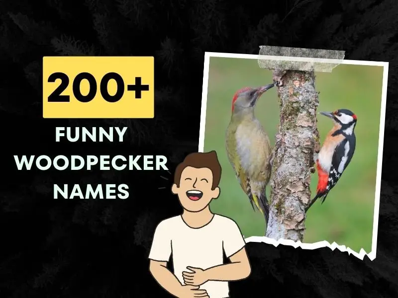 Funny Woodpecker Names