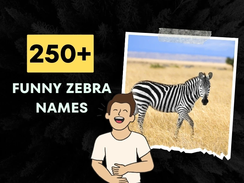 Funny Zebra Names