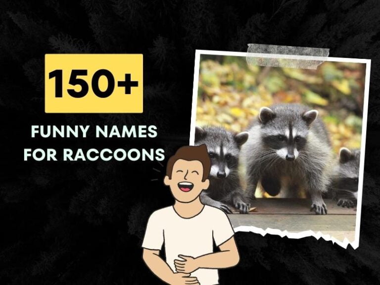 Funny names for raccoons