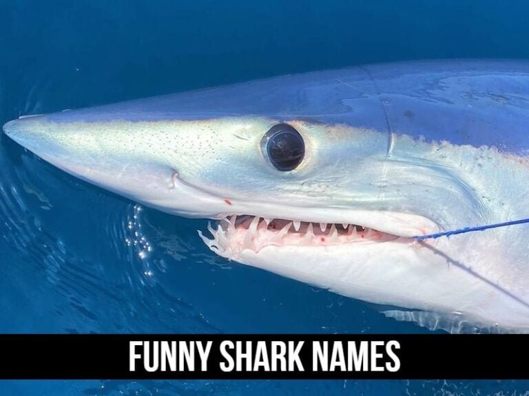 Funny Shark Names Puns