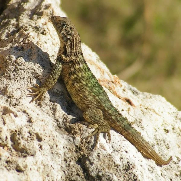 Male Lizard Names