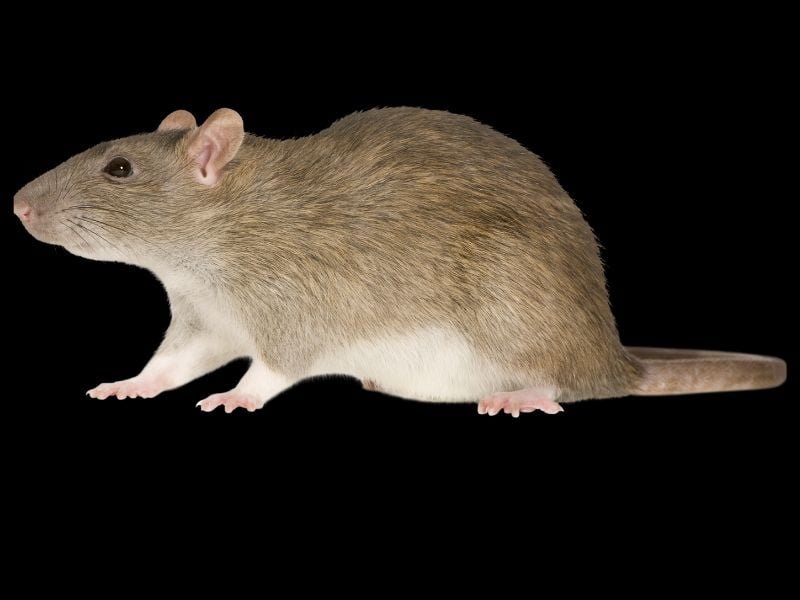 200-funny-rat-names-hilarious-ideas