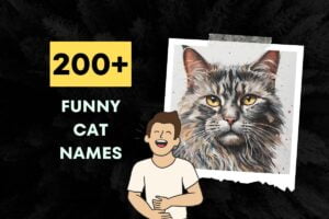 200+ Funny Cat Names: Hilarious & Unique Ideas