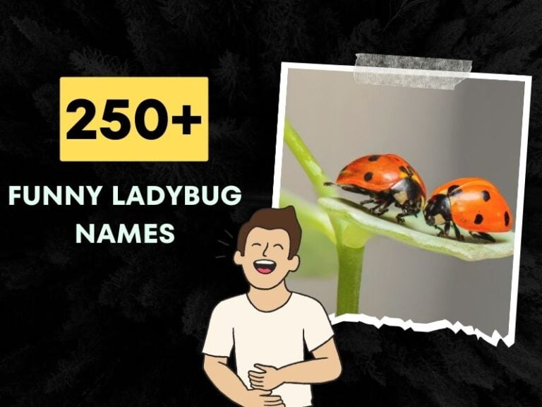 funny ladybug names